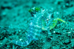 Spiny Seahorse