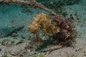 Spiny Seahorse