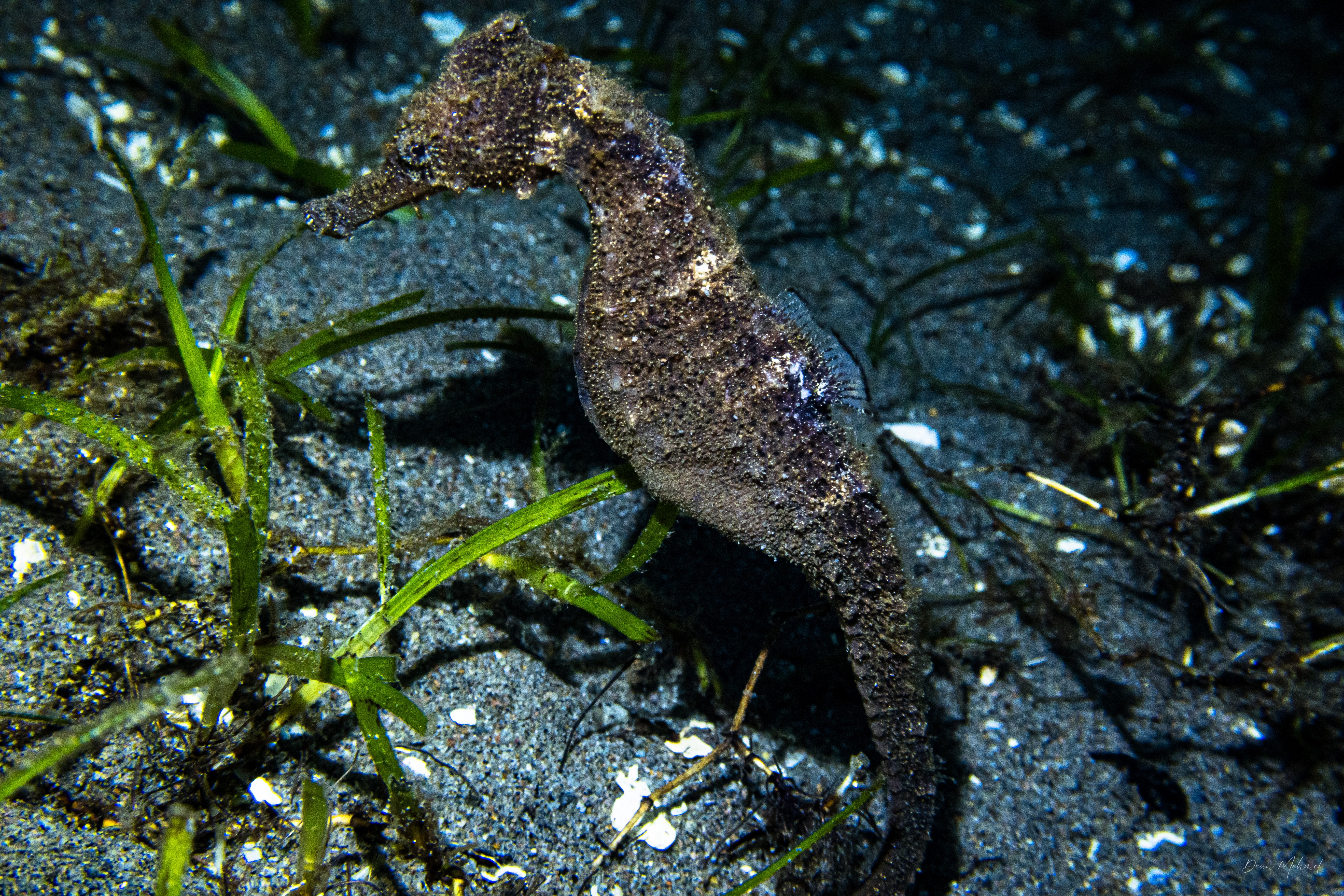 Common Seahorse