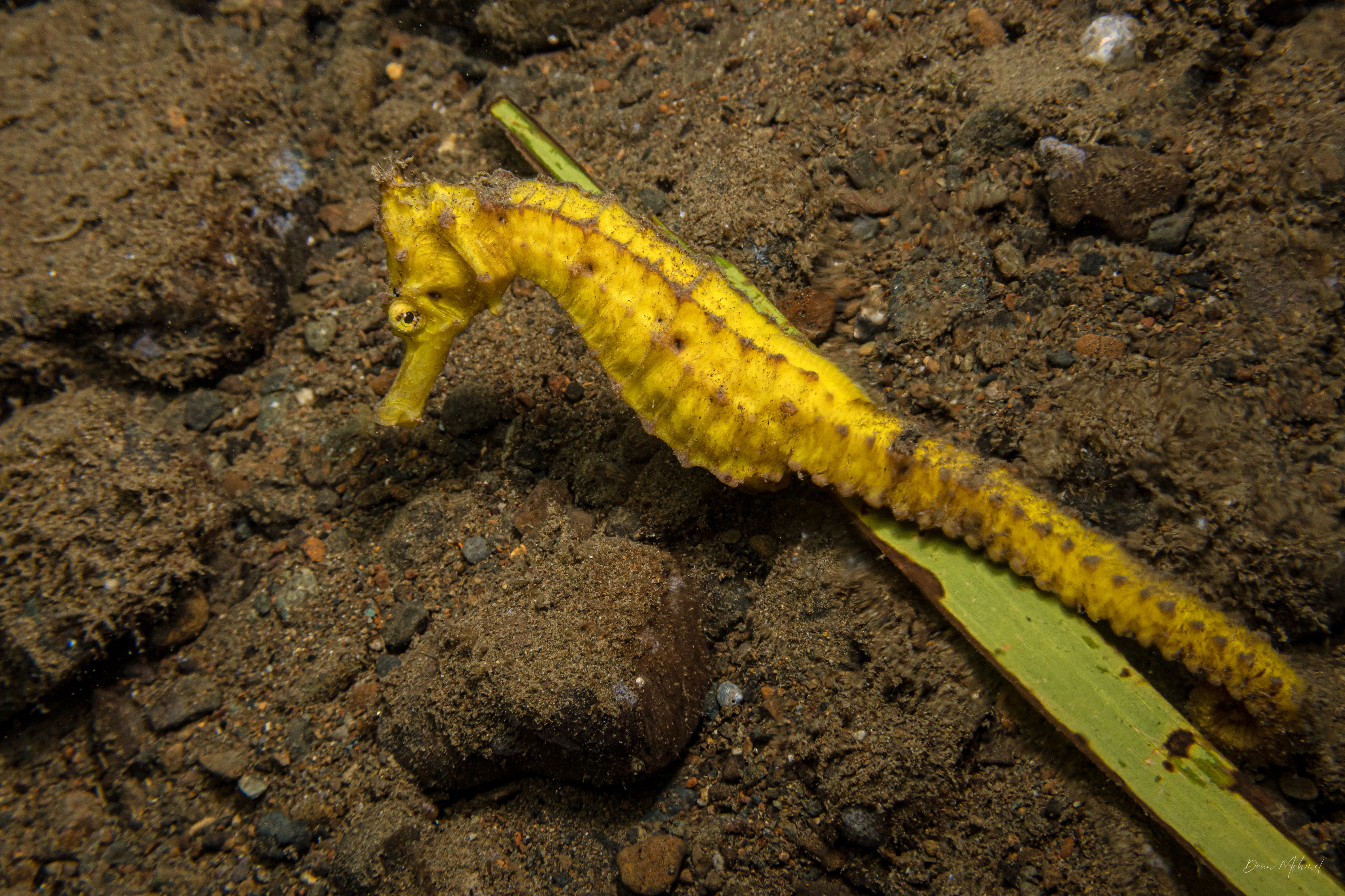 Common Seahorse