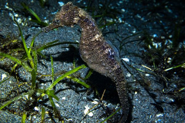 Common Seahorse - Photo 2