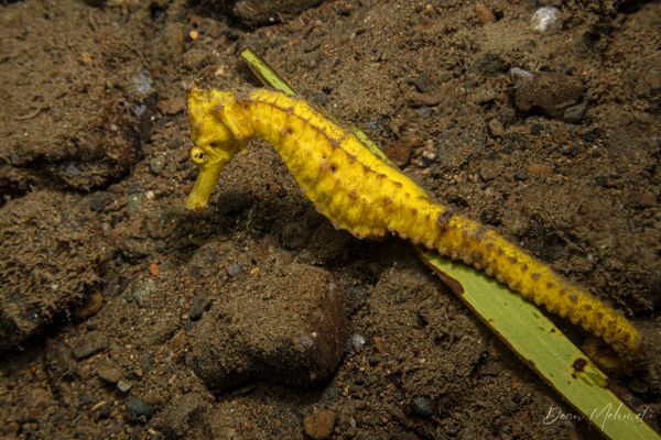Common Seahorse - Photo 4