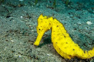 Common Seahorse