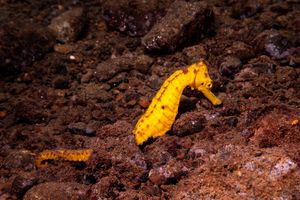 Common Seahorse
