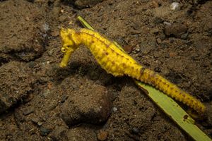 Common Seahorse
