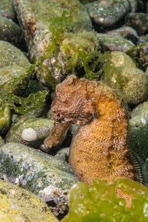 Common Seahorse