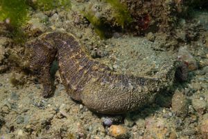Common Seahorse
