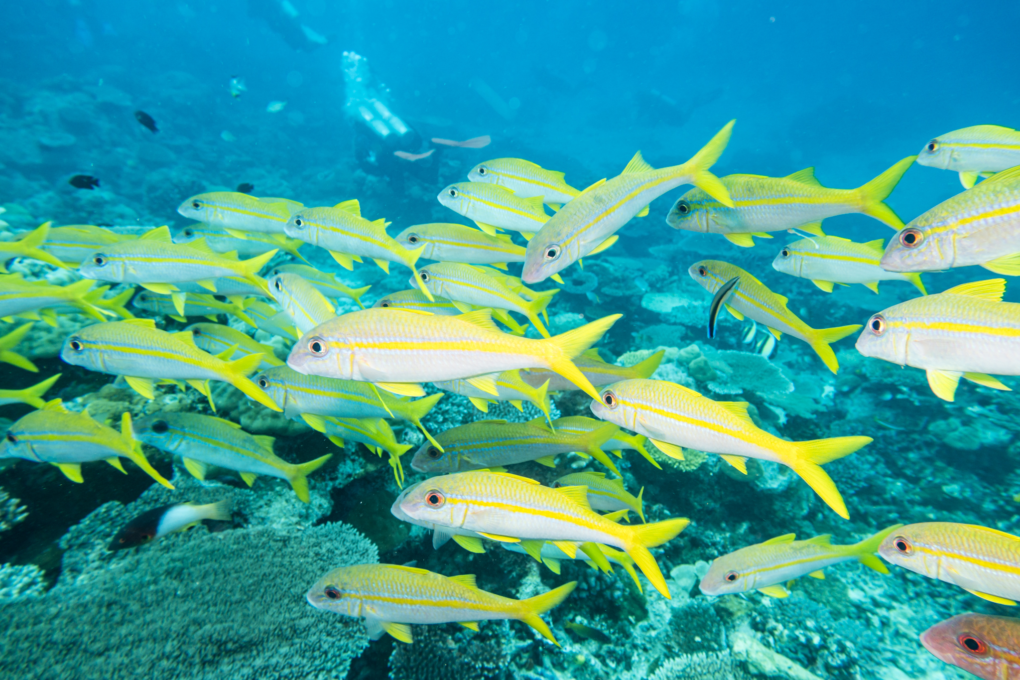 Goldstripe Goatfish