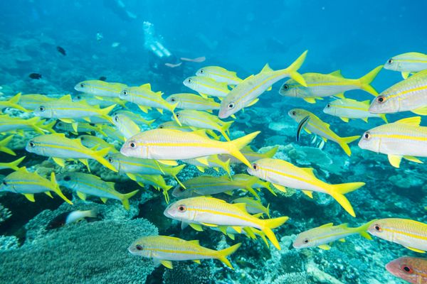 Goldstripe Goatfish - Espiritu Santo, Vanuatu - 10 August 2025 - Dive 11 - Bokissa Reef
