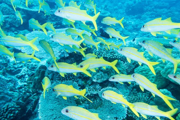 Goldstripe Goatfish - Espiritu Santo, Vanuatu - 10 August 2025 - Dive 11 - Bokissa Reef