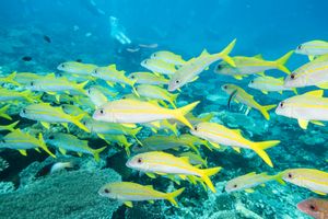 Goldstripe Goatfish