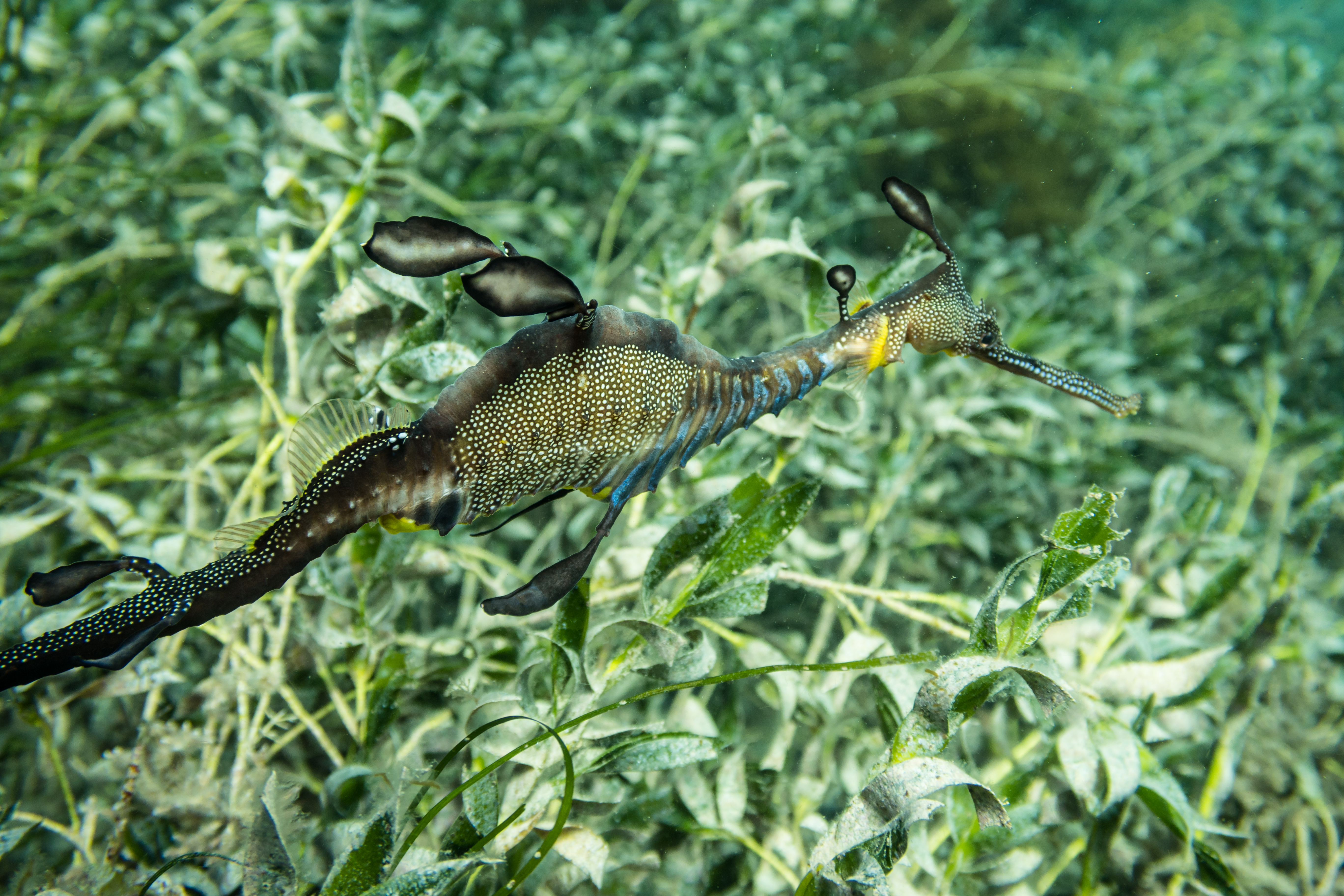 Common Sea Dragon