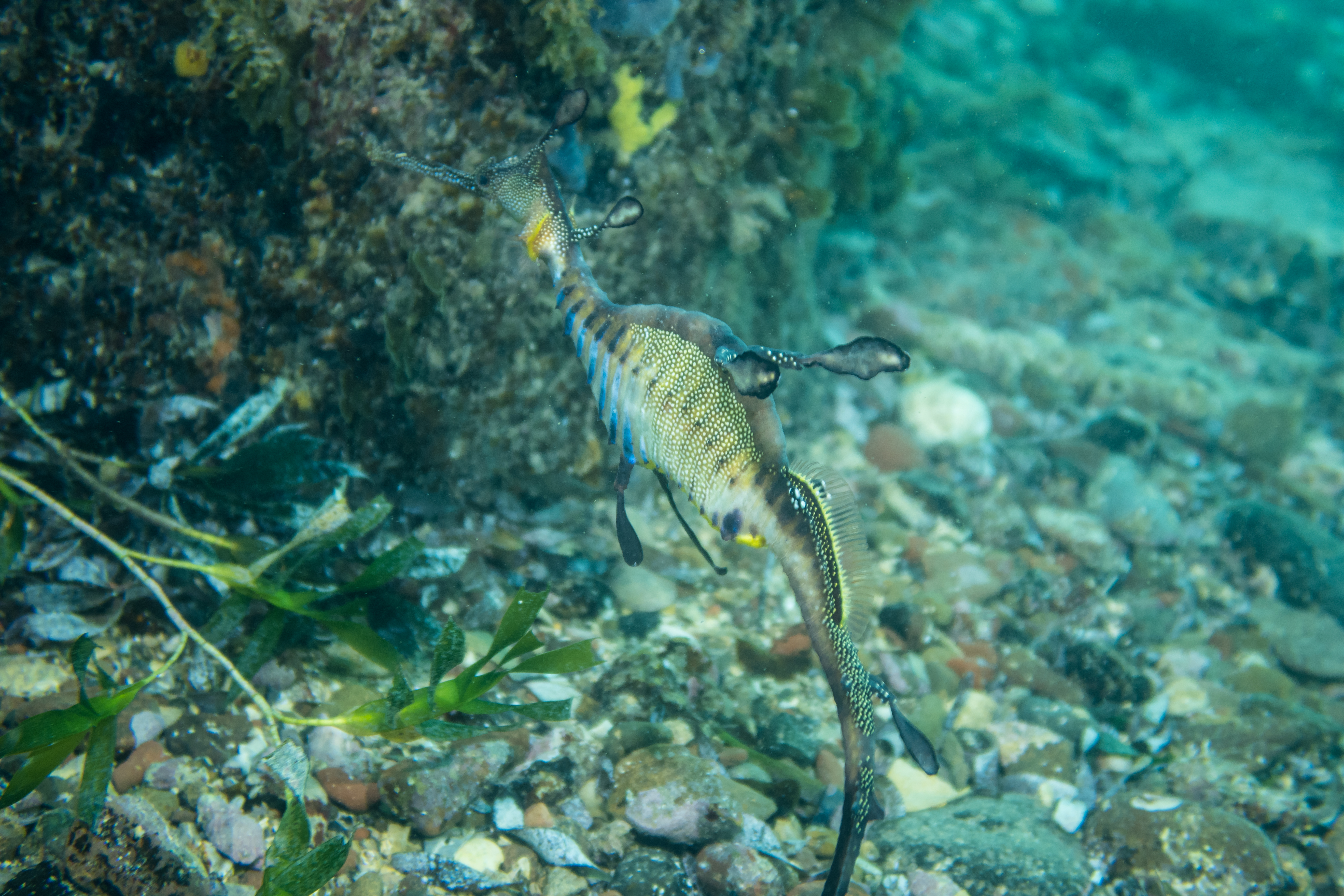 Common Sea Dragon