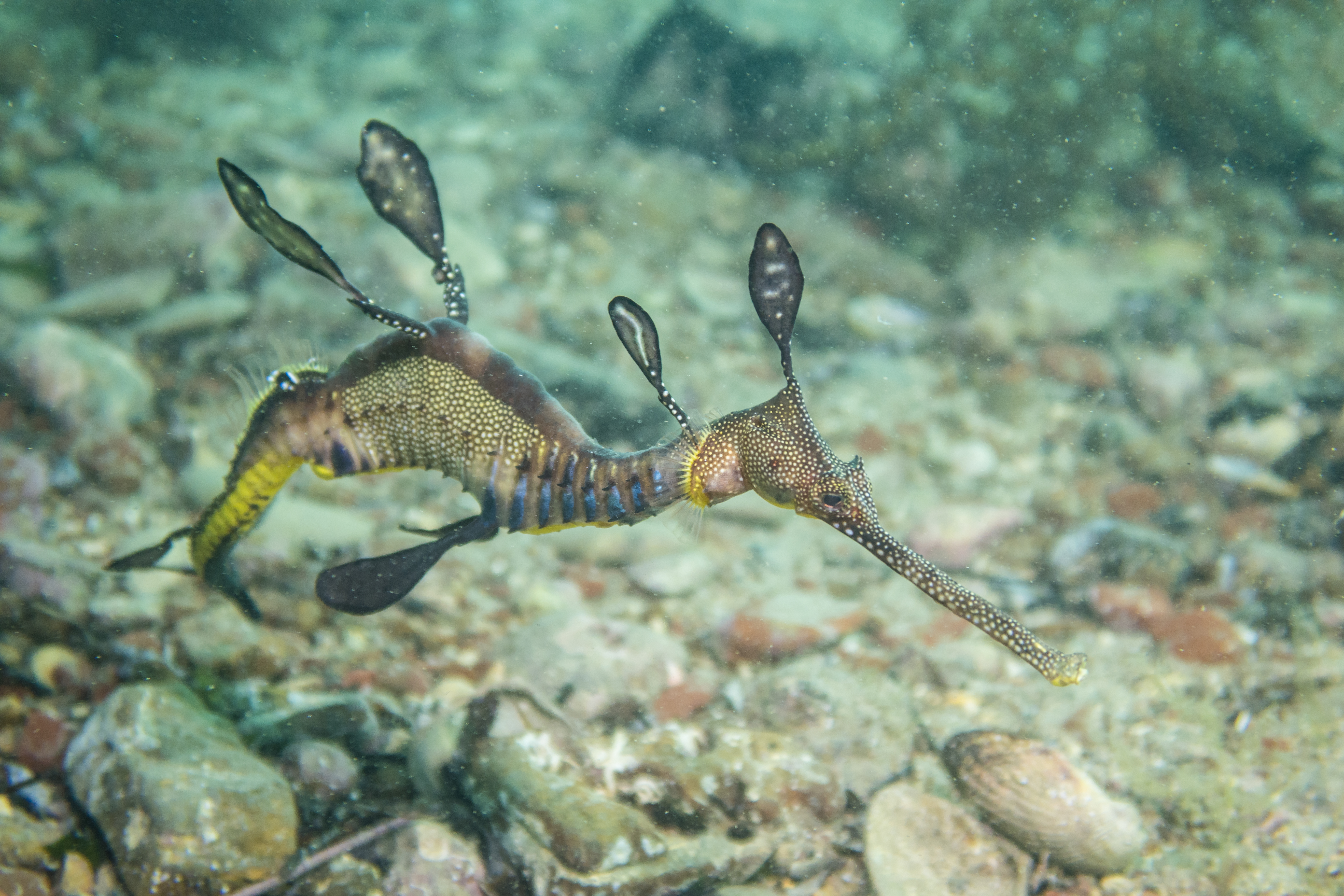 Common Sea Dragon