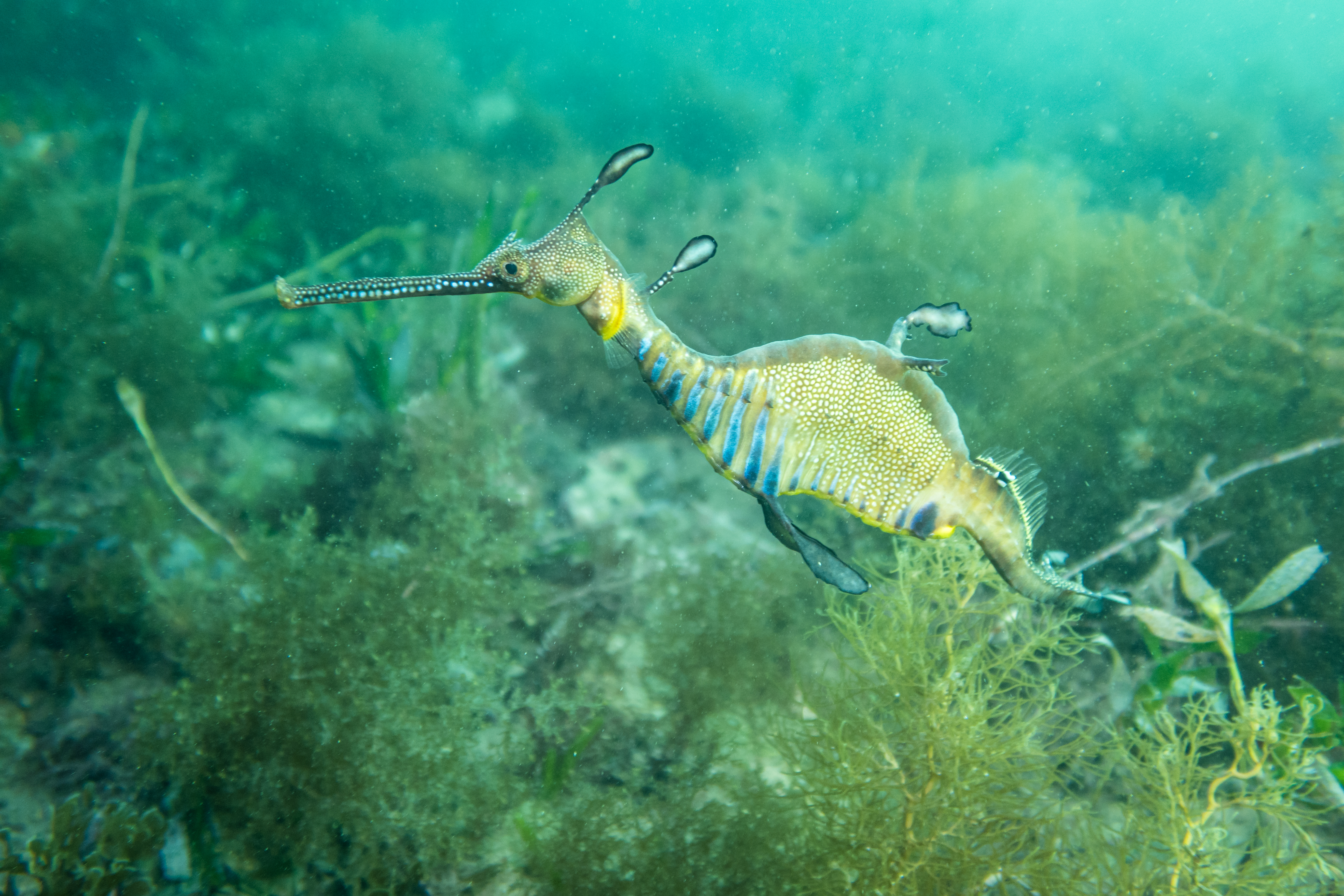 Common Sea Dragon