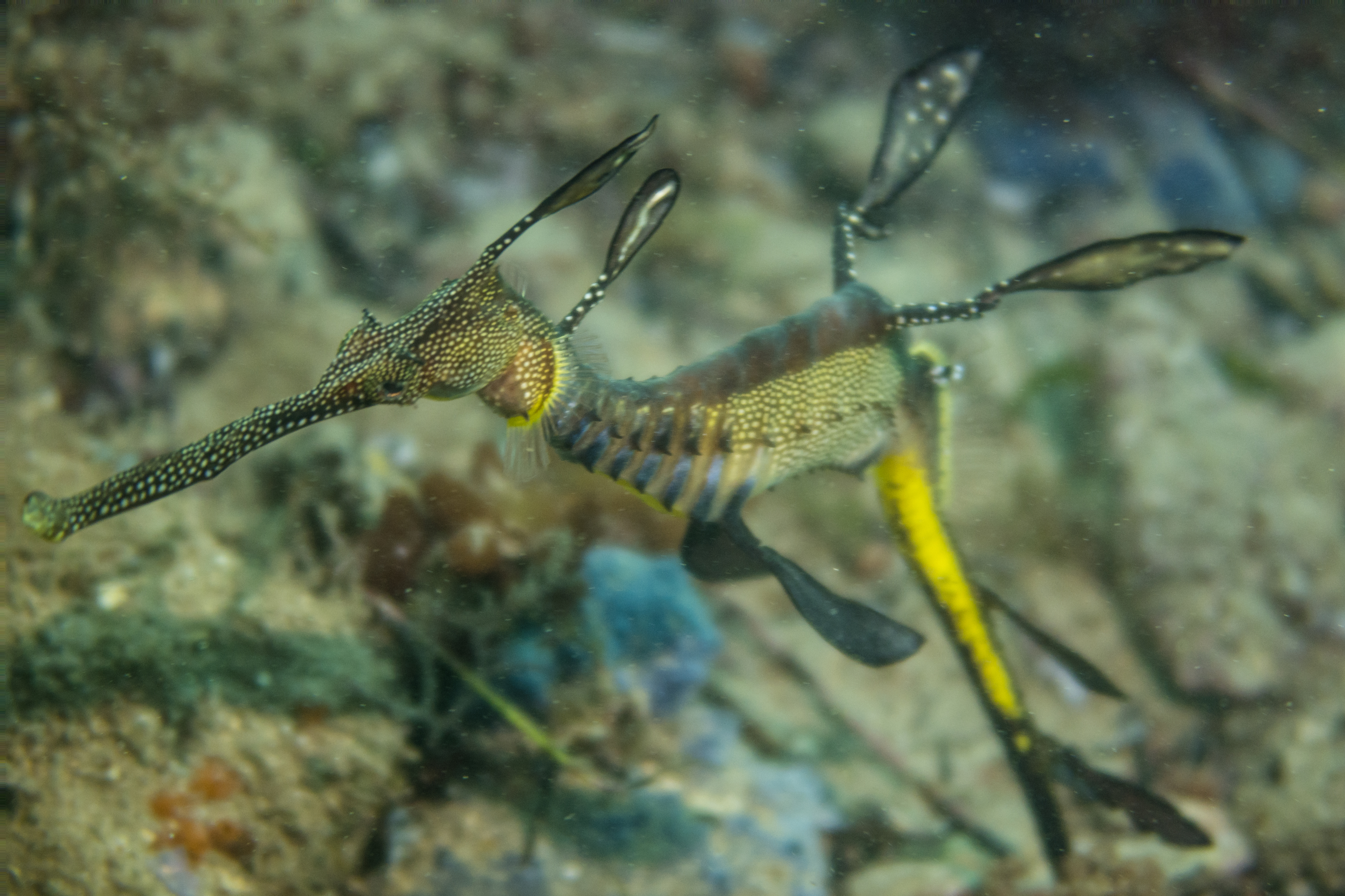 Common Sea Dragon