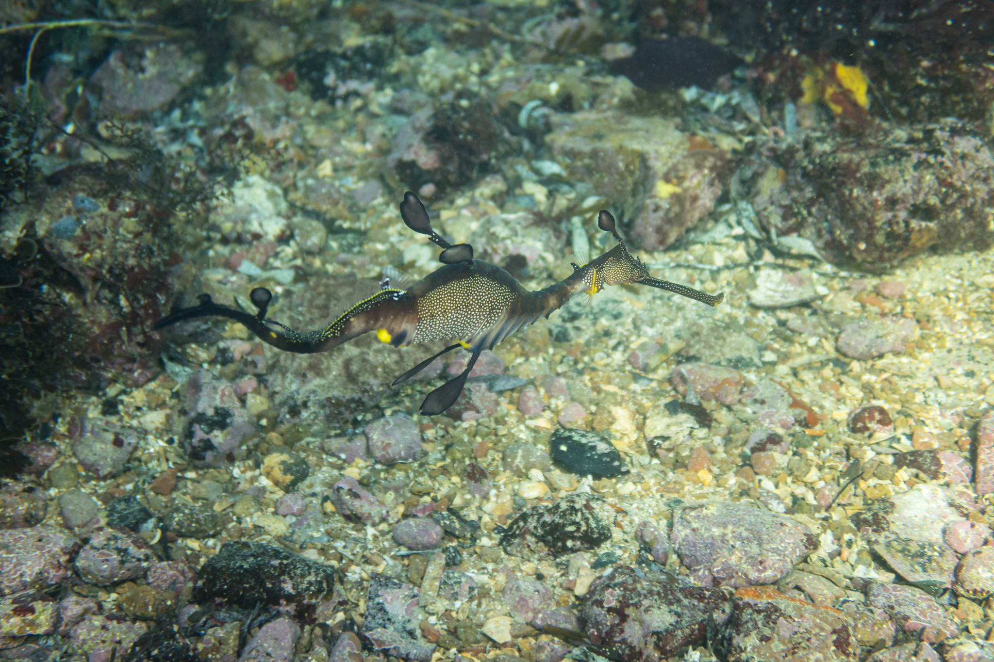 Common Sea Dragon