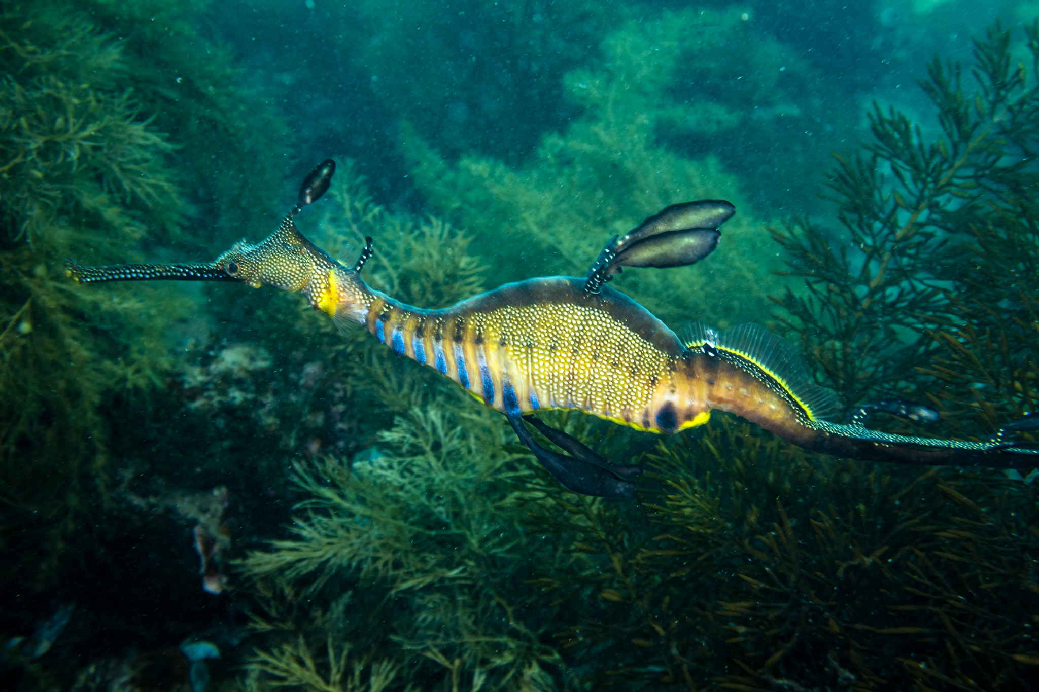 Common Sea Dragon
