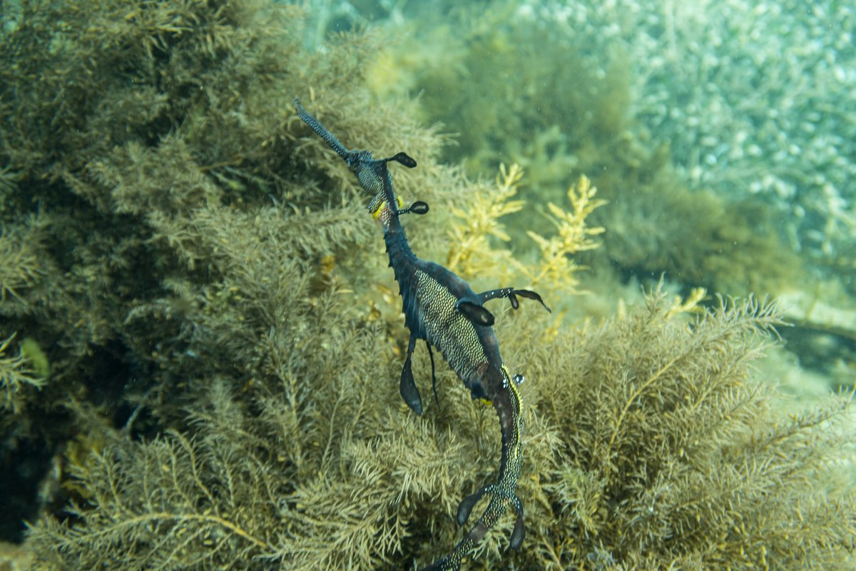 Common Sea Dragon hero image