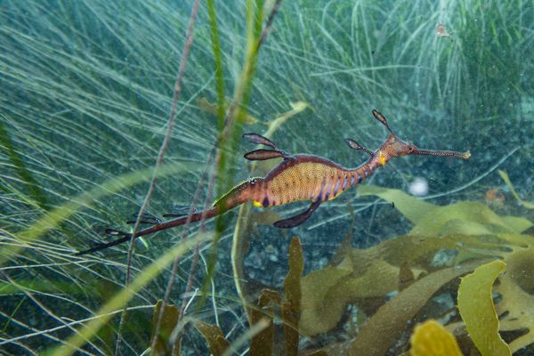 Common Sea Dragon - Photo 2