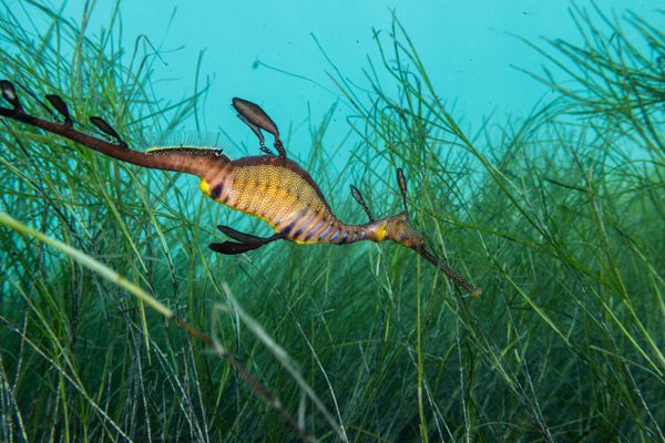 Common Sea Dragon - Photo 3