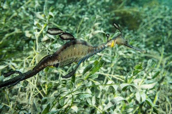Common Sea Dragon - Photo 4