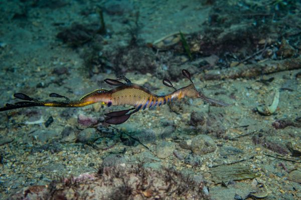 Common Sea Dragon - Photo 5