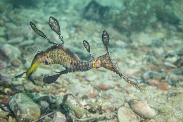 Common Sea Dragon - Photo 8