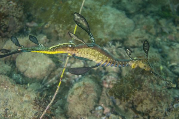 Common Sea Dragon - Photo 10