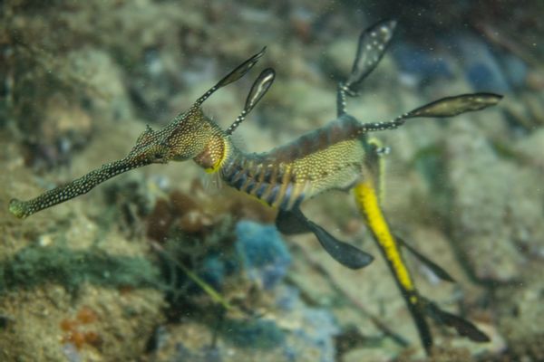 Common Sea Dragon - Photo 11