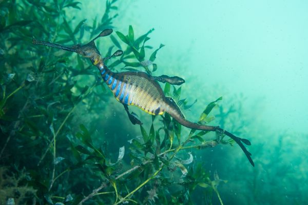 Common Sea Dragon - Photo 12