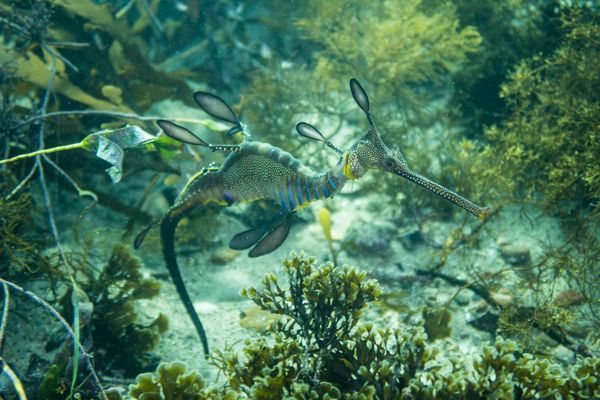 Common Sea Dragon - Photo 15