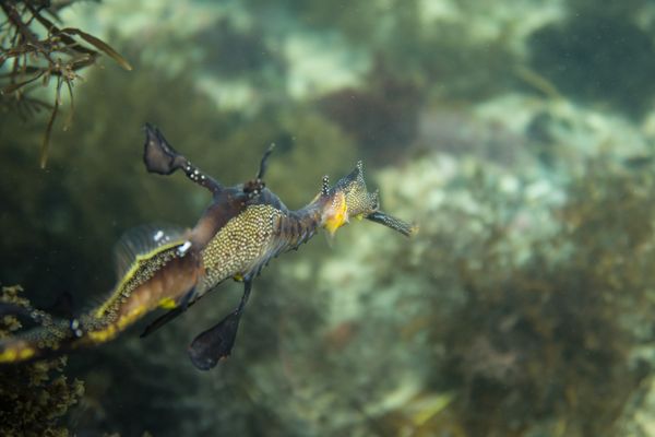 Common Sea Dragon - Photo 16