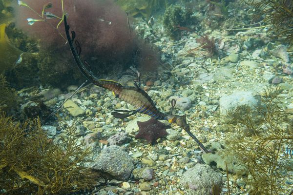 Common Sea Dragon - Photo 17