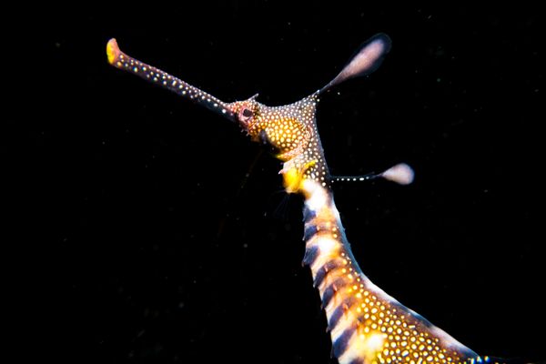 Common Sea Dragon - Photo 19