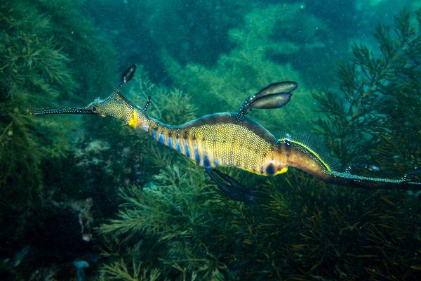 Common Sea Dragon - Flinders Pier / Oct 4, 2025