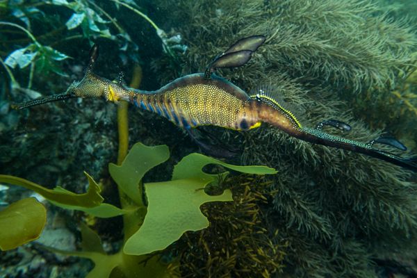 Common Sea Dragon - Photo 21