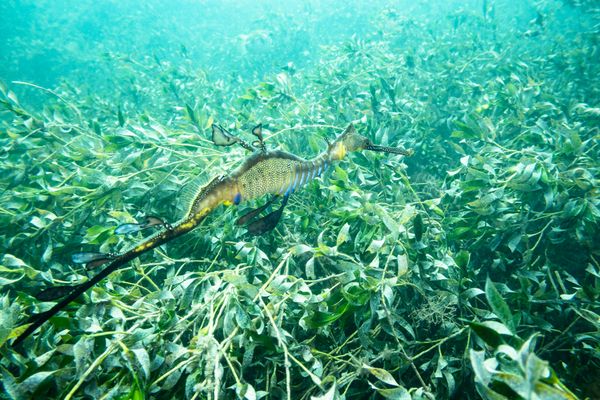 Common Sea Dragon - Photo 22