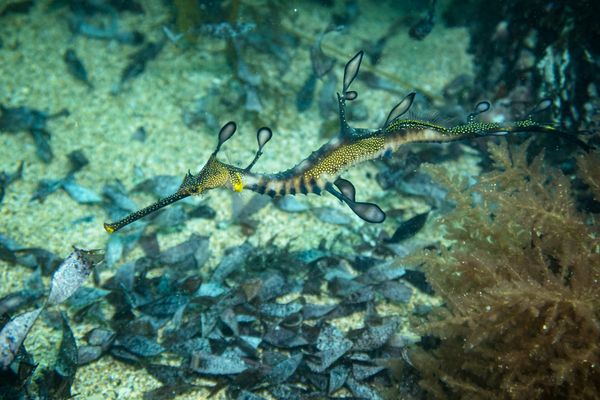 Common Sea Dragon - Photo 23