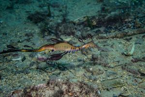 Common Sea Dragon