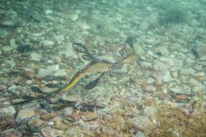 Common Sea Dragon