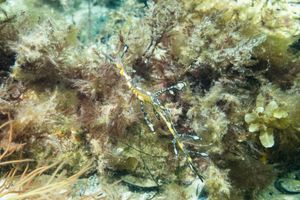 Common Sea Dragon