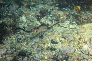 Common Sea Dragon