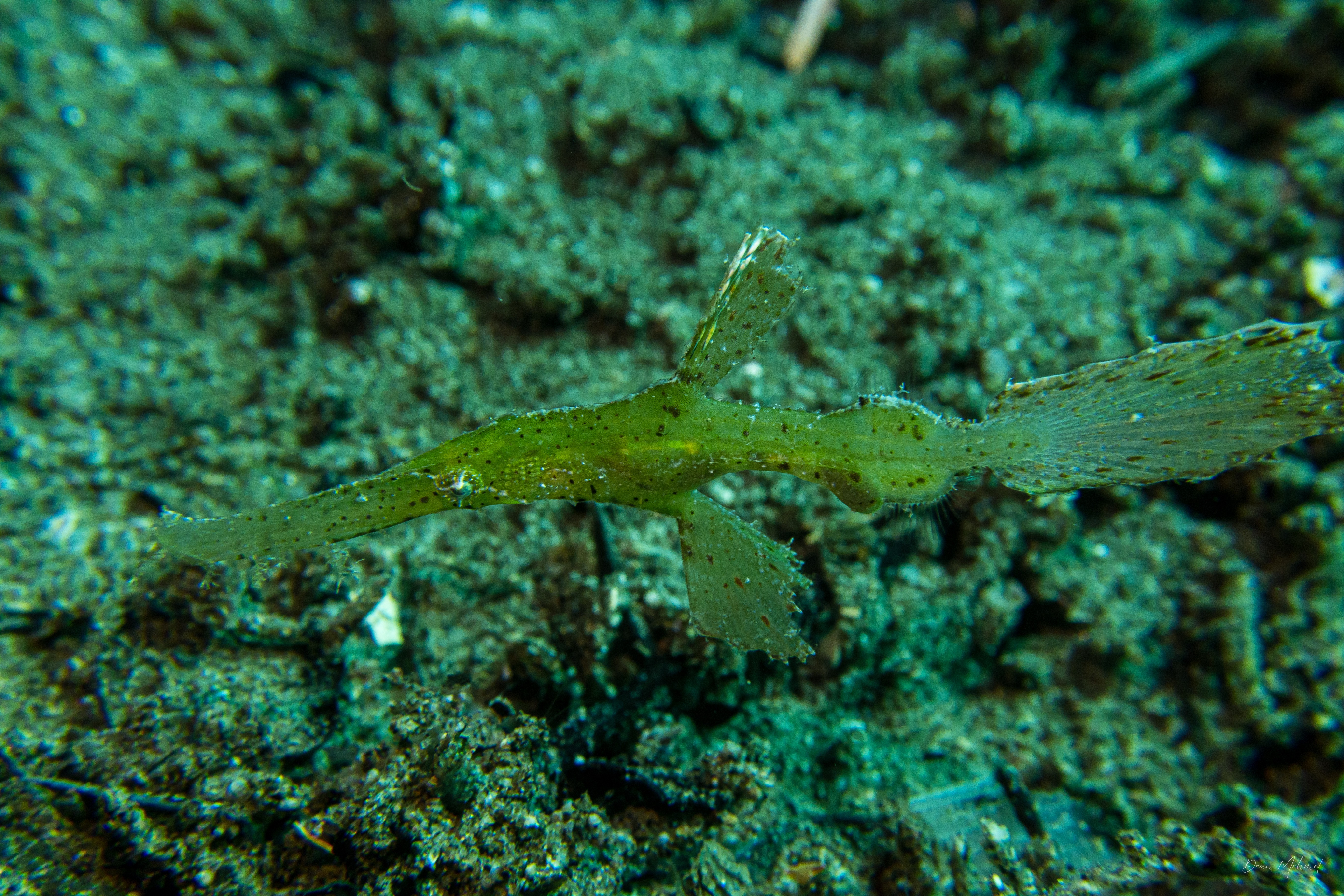 Robust Ghostpipefish