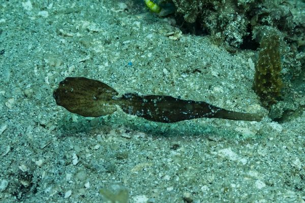 Robust Ghostpipefish - Gili Islands, Indonesia - 7 June 2023 - Dive 12 - Seahorse Bay