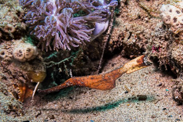 Robust Ghostpipefish