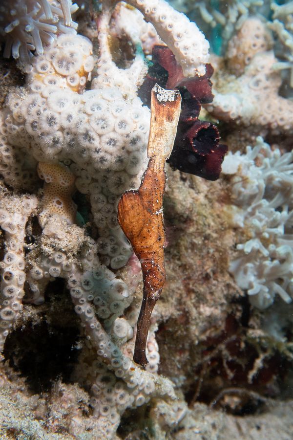 Robust Ghostpipefish