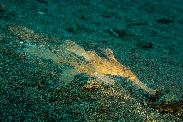 Robust Ghostpipefish - Photo 5