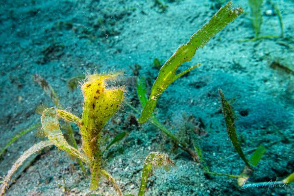 Robust Ghostpipefish - Photo 6