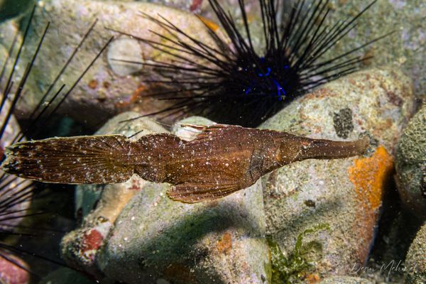 Robust Ghostpipefish